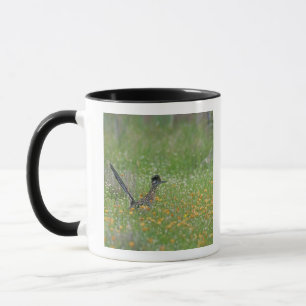 Greater Roadrunner, Geococcyx Mug