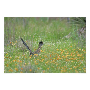Greater Roadrunner, Geococcyx Photo Print