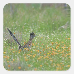 Greater Roadrunner, Geococcyx Square Sticker