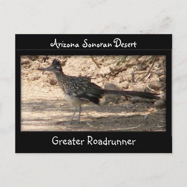 Greater Roadrunner Postcard (Front)