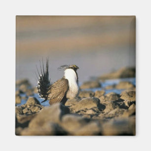 Greater sage grouse magnet