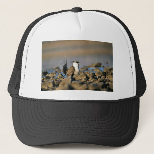 Greater sage grouse trucker hat