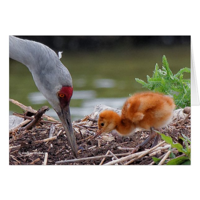Greater Sandhill Crane Father and Child (Front Horizontal)