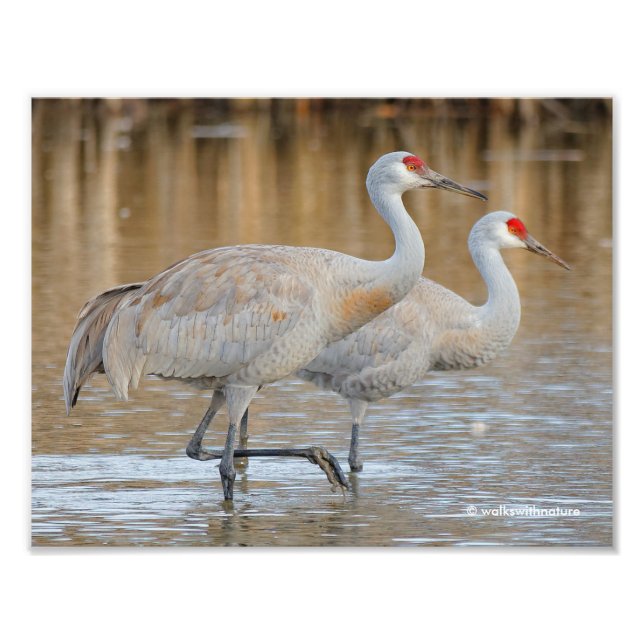 Greater Sandhill Cranes in the Marsh Photo Print (Front)