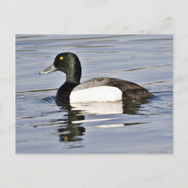 Greater Scaup drake Postcard (Front)