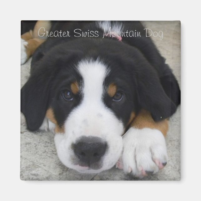 Greater Swiss Mountain Dog Magnet (Front)