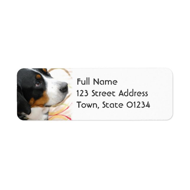 Greater Swiss Mountain Dog Mailing labels (Front)