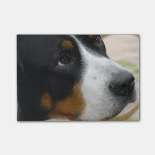 Greater Swiss Mountain Dog Post-it Notes