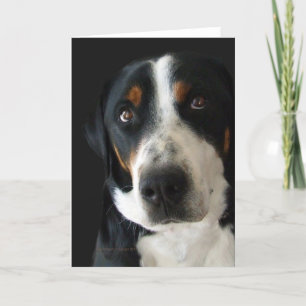 Greater Swiss Mountain Dog Sad Eyes Card