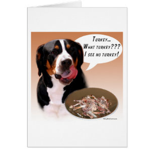 Greater Swiss Mountain Dog Turkey