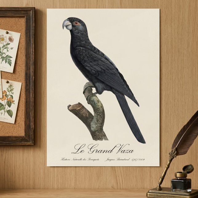 Greater Vasa Parrot, Coracopsis Vasa Illustration Poster (Greater Vasa Parrot, Coracopsis Vasa Illustration. Poster)