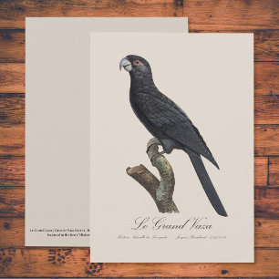 Greater Vasa Parrot, Coracopsis Vasa Illustration Thank You Card