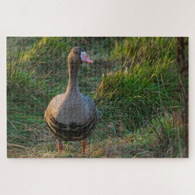 Greater White Fronted Goose Jigsaw Puzzle (Horizontal)