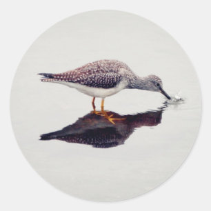 Greater Yellowlegs Catching Fish Classic Round Sticker