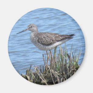 Greater Yellowlegs Magnet