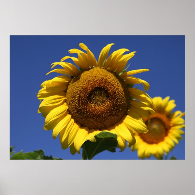 Grecian Formula Poster (Front)