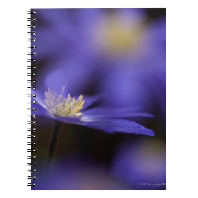 Grecian Windflower, deer resistant blue flower Notebook (Front)
