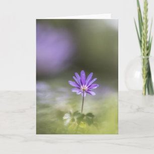 Grecian Windflower Nature Photo Card