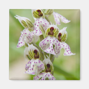 Greece, Crete. Orchid in bloom Orchis Magnet