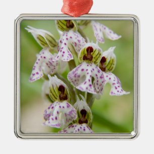 Greece, Crete. Orchid in bloom Orchis Metal Tree Decoration