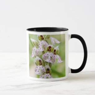 Greece, Crete. Orchid in bloom Orchis Mug