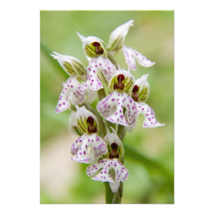 Greece, Crete. Orchid in bloom Orchis Photo Print