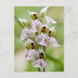 Greece, Crete. Orchid in bloom Orchis Postcard