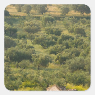 GREECE, Ionian Islands, KEFALONIA, Havriata: Square Sticker