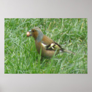 Greedy Chaffinch Print