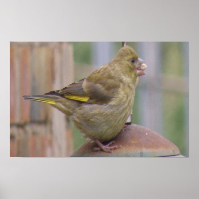 Greedy Greenfinch Print (Front)