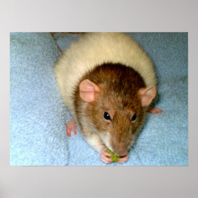 Greedy Rat Poster (Front)