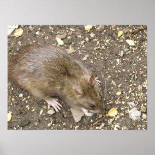 Greedy Rat Print