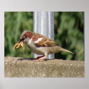 Greedy Sparrow with grubs galore Print