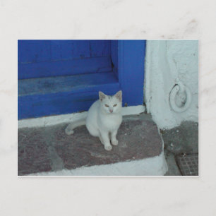 Greek Kitty Postcard