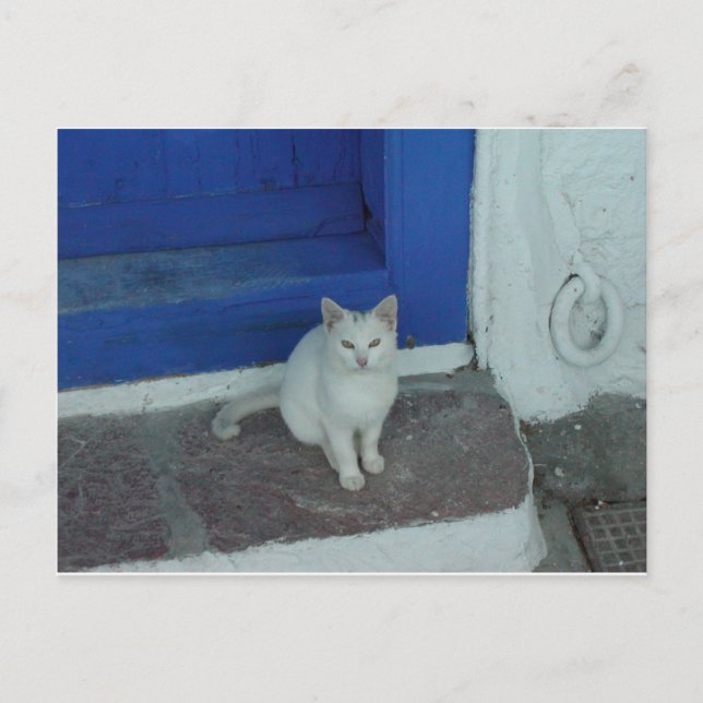 Greek Kitty Postcard (Front)