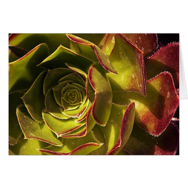 Green (Front Horizontal)