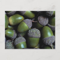 Green Acorn nuts