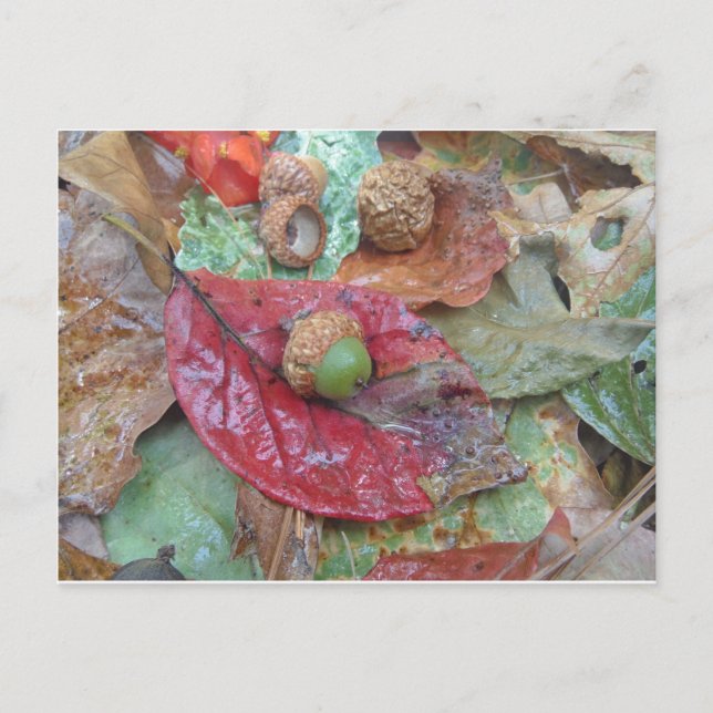Green Acorn on a Red Fall Leaf Postcard (Front)