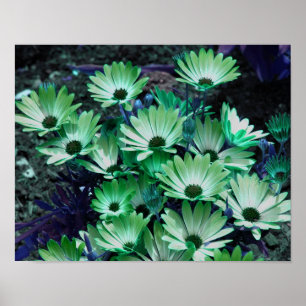 Green African Daisies Abstract Flowers Poster