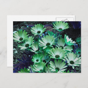 Green African Daisies Flower Personalized Postcard