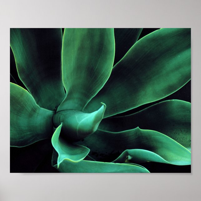 Green Agave Attenuata Poster (Front)