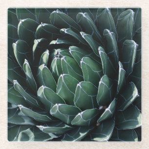 Green Agave Glass Coaster
