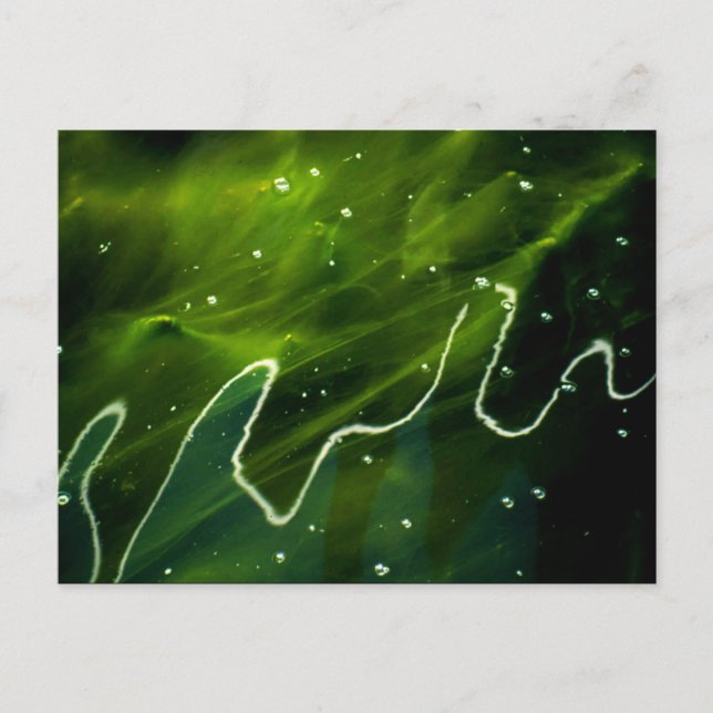 Green Algae and Water pccnm Postcard (Front)