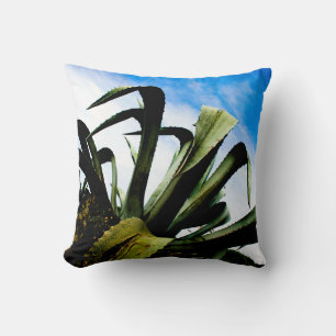 Green Aloe Plant with Bright Blue Sky Cushion