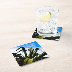 Green Aloe Plant with Bright Blue Sky Square Paper Coaster