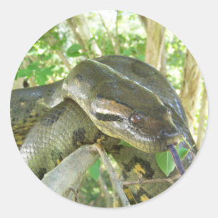Green Anaconda Classic Round Sticker