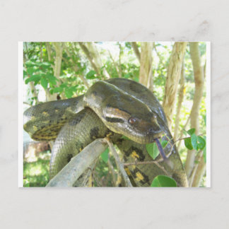 Green Anaconda Postcard