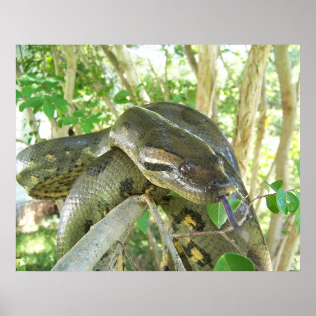 Green Anaconda Poster (Front)
