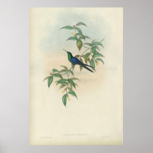 Green and Blue Gould Hummingbird Poster