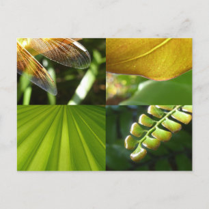 Green and Gold Postcard